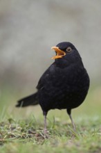 Beautiful song... Blackbird (Turdus merula) in spring, blackbird cock sitting on the ground, male