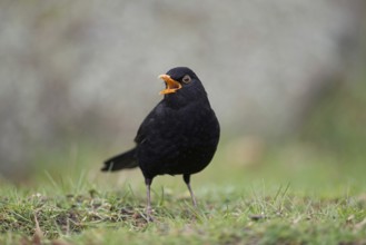 Beautiful song... Blackbird (Turdus merula) in spring, blackbird cock sitting on the ground, male