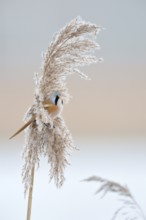 In winter... Bearded Tit (Panurus biarmicus), adult male in splendid plumage, summer plumage,