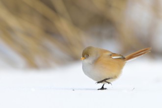 Stroller... Bearded Tit (Panurus biarmicus) in winter, puffed up adult female walks on the ground