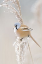 Pastel colours... Bearded Tit (Panurus biarmicus), adult male in splendid dress, summer dress,