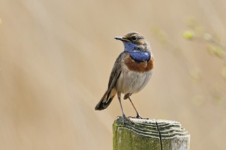 On observation p (f) osten... Bluethroat (Luscinia svecica) high up on a fence post, looking