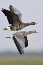 Travelling together... White-fronted geese (Anser albifrons), adult birds, two adult wild geese in