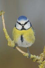 Eye contact... Blue tit (Cyanistes caeruleus) sitting on an elder branch, looking directly into the