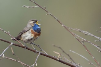 At the top of its voice... Bluethroat (Luscinia svecica), male in breeding plumage, splendid