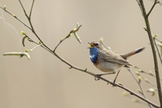 Bluethroat (Luscinia svecica), male in breeding plumage, splendid plumage, sits on the branches of