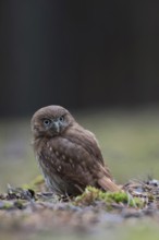 Brazilian pygmy owl (Glaucidium brasilianum), adult bird, rare small owl species from the genus of