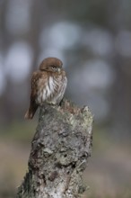 Brazilian pygmy owl (Glaucidium brasilianum), adult bird, rare small owl species from the genus of