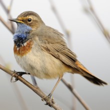 Bluethroat (Luscinia svecica), male in breeding plumage, splendour plumage, summer plumage, sitting