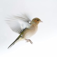 Chaffinch (Fringilla coelebs) in winter, snow, in flight, in approach, in motion, colourful finch,