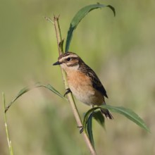 Bird of the year 2023... Whinchat (Saxicola rubetra) on the lookout, on the perch, typical meadow
