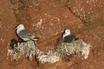 Kittiwakes (Rissa tridactyla) on the nest, seabirds, seabirds nesting, breeding in the red cliffs