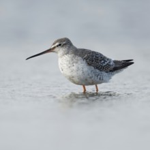 Migrant in the Wadden Sea... Spotted Redshank (Tringa erythropus), breeding bird of the Arctic and