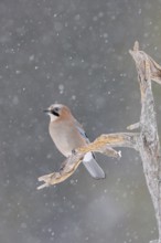 The snow trickles softly... Eurasian Jay (Garrulus glandarius) in winter, sitting in the snow, in