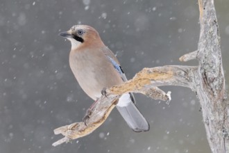 The snow trickles softly... Eurasian Jay (Garrulus glandarius) in winter, sitting in the snow, in