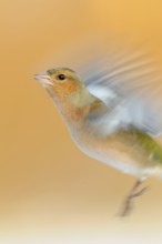 Chaffinch (Fringilla coelebs) in flight, colourful male in winter, already in breeding plumage,