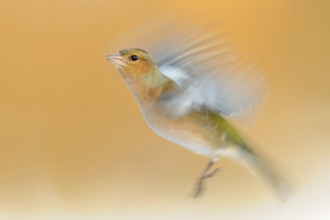 Chaffinch (Fringilla coelebs) in flight, colourful male in winter, already in breeding plumage,
