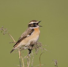 Songbird... Whinchat (Saxicola rubetra), male in splendid plumage sings at the top of his voice in