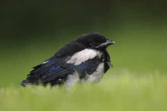 Young bird... Magpie (Pica pica), chick, young bird, young, not yet or just fledged magpie sits