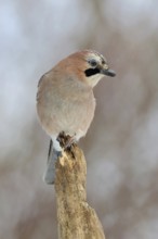 On top... Eurasian Jay (Garrulus glandarius), adult bird, sitting exposed on the top of an old