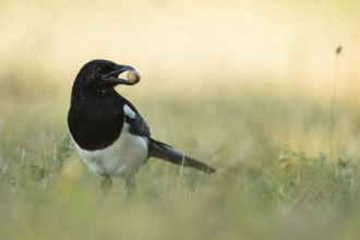 Stocking up for winter... Magpie (Pica pica), adult bird, in autumn with an acorn in its beak looks