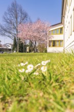 Spring day with blossoming tree, green meadow and yellow building, bright blue sky and daisies in