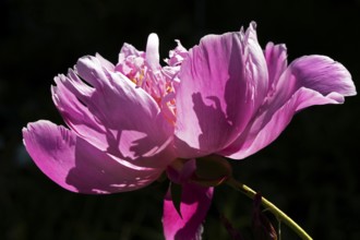 Peony flower, Paeonia sp, Perrenial flower, Close-up, Region of La Mauricie, Province of Quebec,