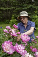 Woman and flowers, Woman taking care of peony flowers, Peonia sp, Region of La Mauricie, Province
