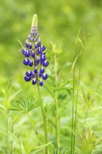 Lupine flower, lupinus sp, Perennial frost-tolerant flower for pollinators, Region of La Mauricie,