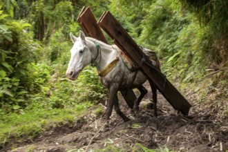 Draft horse, Horse carrying planks down a mountain, Imbabura province, Ecuador, South America