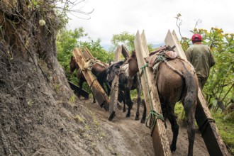 Draft horses and man, Horses carrying planks down a mountain, Imbabura province, Ecuador, South