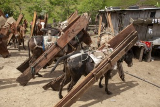 Draft mules and horses, Horses and mules loaded with planks at the final destination, Imbabura