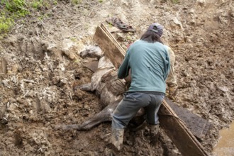 Draft horse and man, Man unload a horse that fell due to a heavy load of planks, Imbabura province,