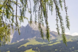 Branches sway in the foreground, while majestic mountains tower in the background, Alpe di Siusi,