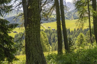 View through trees of a hilly landscape with scattered huts and mountains, Alpe di Siusi,