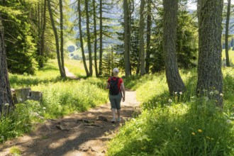 A hiker walks along a sunny, wooded path surrounded by green grass, Alpe di Siusi, Dolomites, South