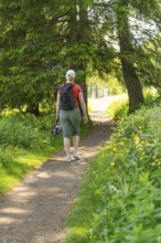Woman walking on a flowery forest path in the sunlight, Alpe di Siusi, Dolomites, South Tyrol,
