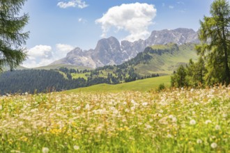 Flower meadow in front of an impressive mountain panorama and blue sky, Alpe di Siusi, Dolomites,