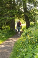Woman walking on a sunny forest path, surrounded by flowers, Alpe di Siusi, Dolomites, South Tyrol,
