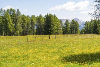 Wide meadow with trees and mountain view under a blue sky, Alpe di Siusi, Dolomites, South Tyrol,