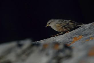 Secretly, quietly and silently... Alpine accentor (Prunella collaris), bird of the Alps and other