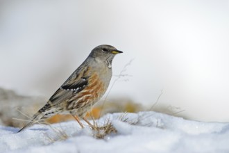 The snow is thawing... Alpine accentor (Prunella collaris) in its habitat in the high Alps, robust