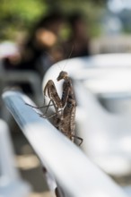 Praying mantis, Loh Dalum Beach, Koh Phi Phi, Krabi, Andaman Sea, Thailand