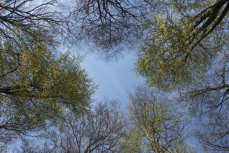 View into the treetops... copper beeches (Fagus sylvatica), beech trees, spring is coming, the