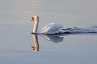 Mute swan on Lake Constance