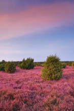 Juniper forest in the blooming southern heath near Schmarbeck, Lower Saxony, Germany