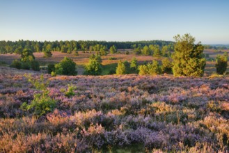 View from Wilseder Berg in LÃ¼neburg Heath nature park Park at sunrise, Lower Saxony, Germany