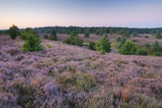 Dawn at Wilseder Berg in the LÃ¼neburg Heath nature park Park, Lower Saxony, Germany