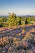 View from Wilseder Berg in LÃ¼neburg Heath nature park Park at sunrise, Lower Saxony, Germany