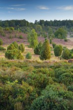 Trees and flowering heath at Totengrund in LÃ¼neburg Heath nature park Park, Lower Saxony, Germany
